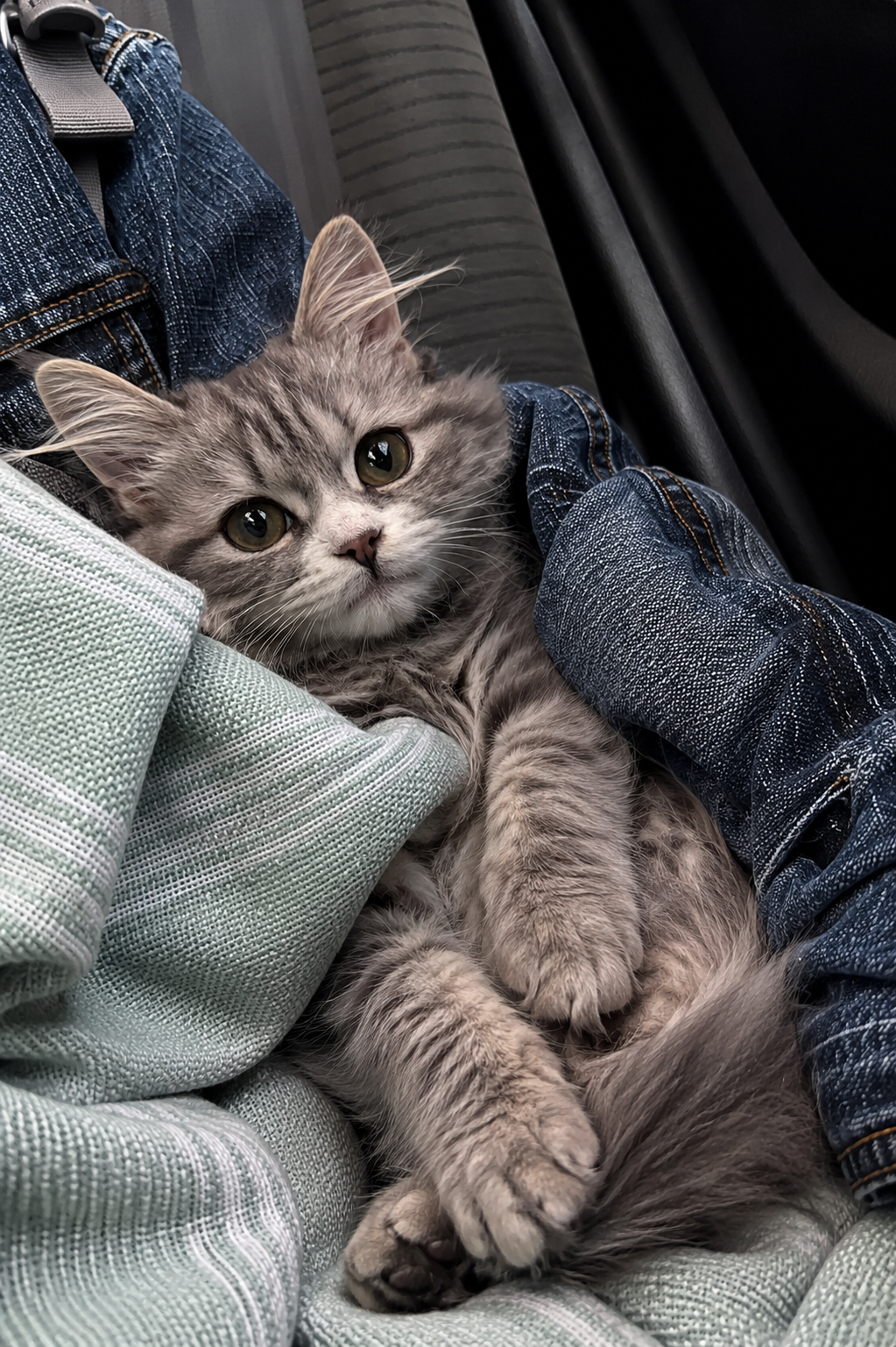Milo, the cat featured in the sample memory book