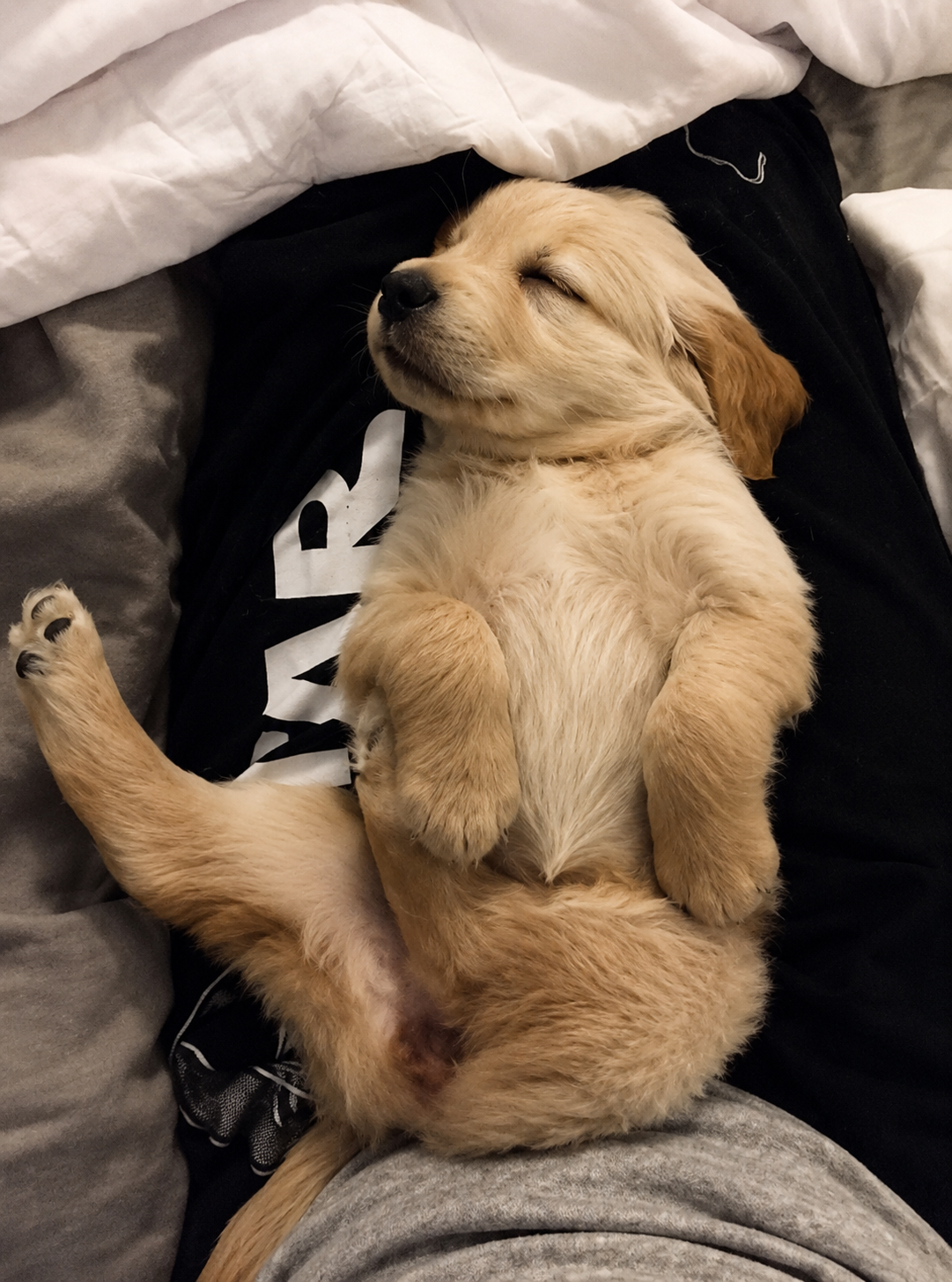 A sleeping golden retriever puppy lying on its back